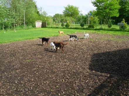 Die kleine Hundepension Techt