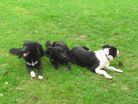 IRJGV-Baumberge (Kreis Coesfeld)