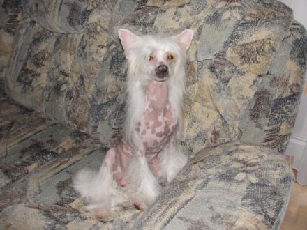 Chinese Crested