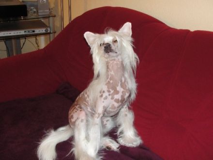 Chinese Crested