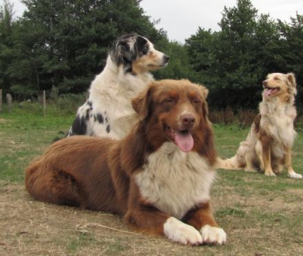 Red Devil of Cornwall Dream