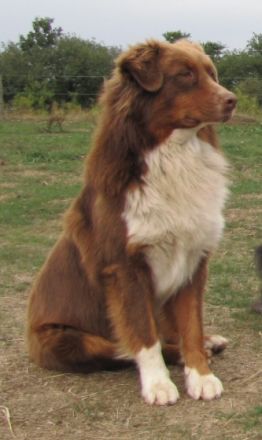 Red Devil of Cornwall Dream