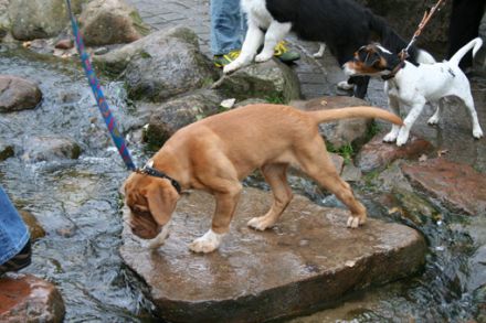 Revital Hundeschule in Kummerfeld