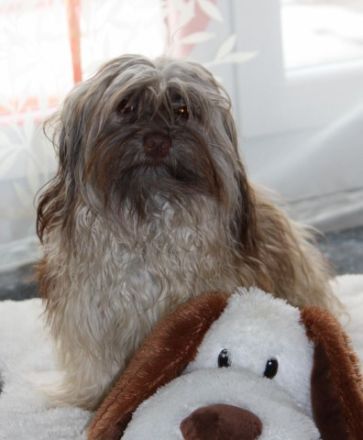 Willie von der Wolfspfote