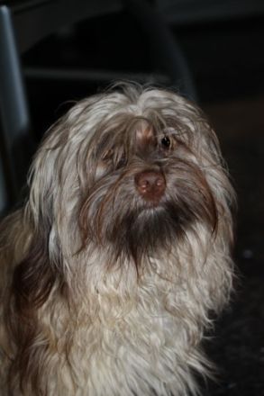 Willie von der Wolfspfote