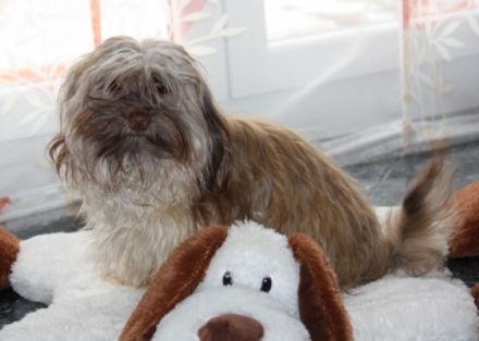 Willie von der Wolfspfote