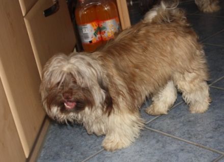 Willie von der Wolfspfote