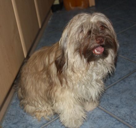 Willie von der Wolfspfote