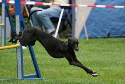 Hundeschule Dog For Fun Training