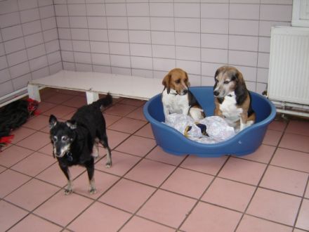 Tierpension Scheffler