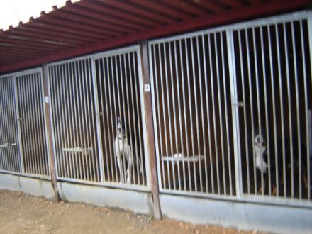 Tierpension Scheffler