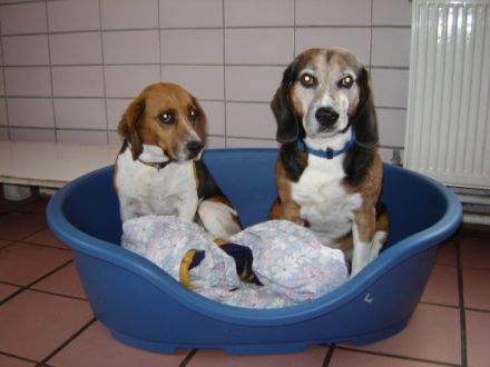 Tierpension Scheffler