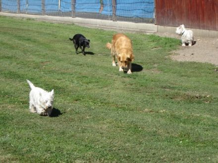 Tierpension Scheffler