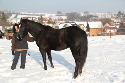 Tierheilpraxis und Katzenpension Kraichgau