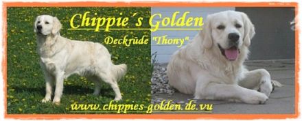 Faulborn´s Golden Anthony
