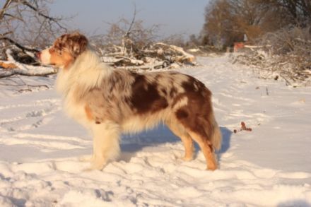 Lion´s Aussies Light my Fire DNA-VP (Shicco)