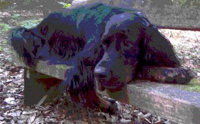 Der Zufriedene Hund - Hundeerziehung in Wiesbaden