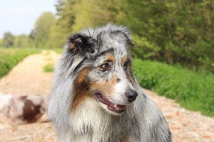 Lion´s Aussies Silver Magic DNA-VP (Silver)