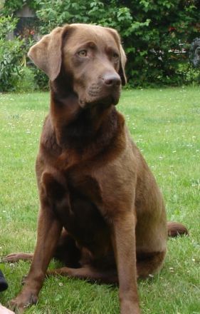 vom Zweyer Fürsten Holtz