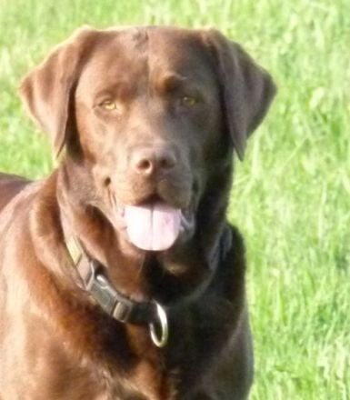 vom Zweyer Fürsten Holtz