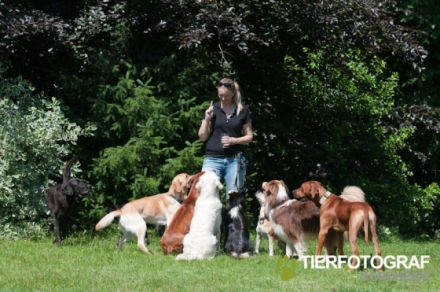 Doginson -Urlaub für den Hund