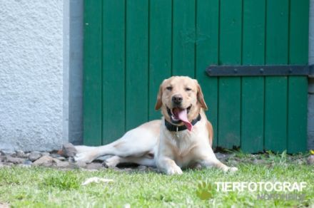 Doginson -Urlaub für den Hund