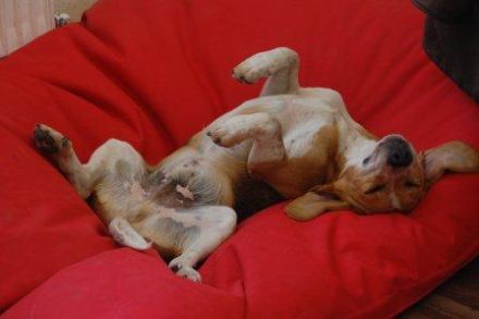 Doginson -Urlaub für den Hund