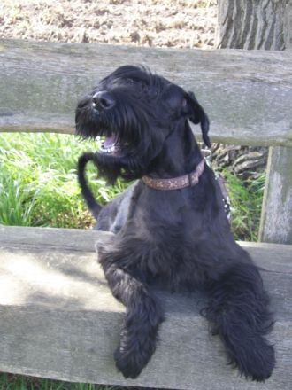 Hundetraining Schnauzbart