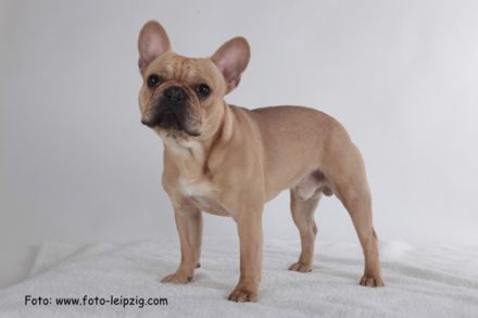 Da Vinci von den kleinen Giganten