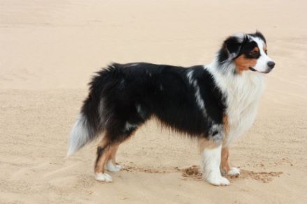 Red  River´s Mighty Monty DNA-VP