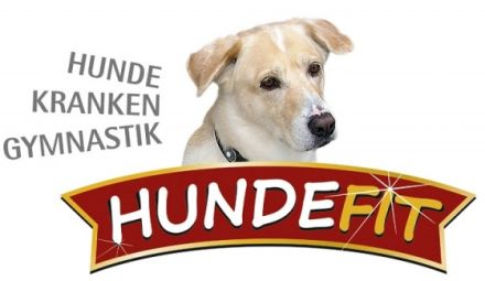 Hundekrankengymnastik Hundefit