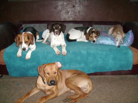 Huta-Nottuln ihre Hundetagesstätte