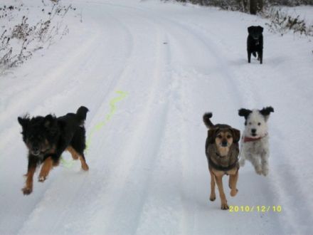 Hundepension Mein lieber Hund
