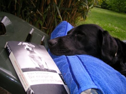 Schlaue Hunde Heinsberg