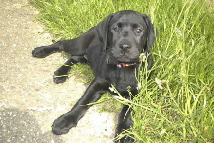 Schlaue Hunde Heinsberg