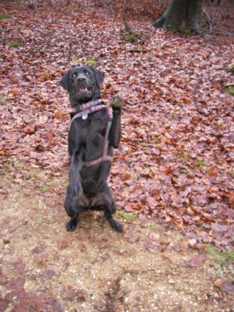 Schlaue Hunde Heinsberg