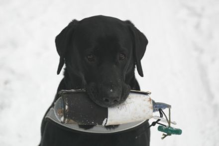 Schlaue Hunde Heinsberg