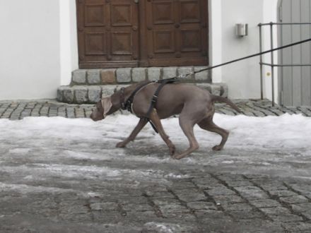 Mantrailing Academy Austria