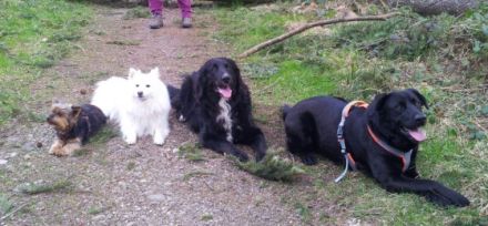 Hundgerecht - Tier & Wir im Allgäu - Verhaltensth.