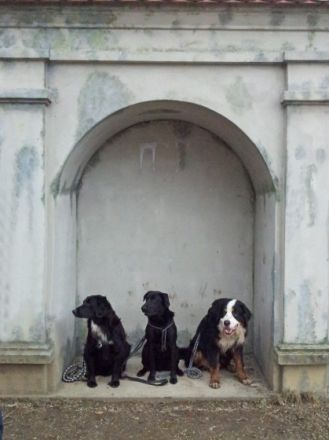 Hundgerecht - Tier & Wir im Allgäu - Verhaltensth.