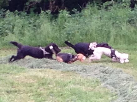 Hundgerecht - Tier & Wir im Allgäu - Verhaltensth.