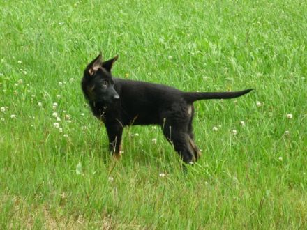 vom Altenburger Land