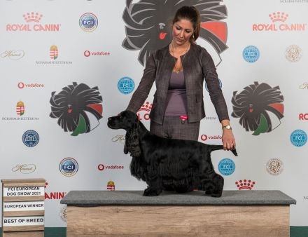 La Scale Englischer Cockerspaniel-Zwinger