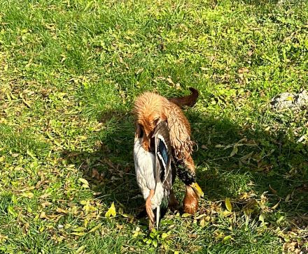 La Scale Englischer Cockerspaniel-Zwinger