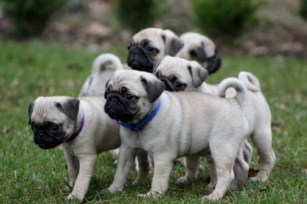 Happy Pugs