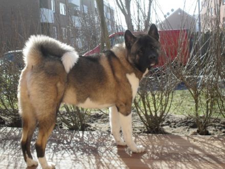 "Dexter" Vom Saaleland (Rüde)