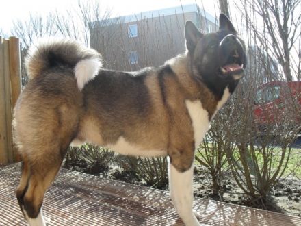 "Dexter" Vom Saaleland (Rüde)