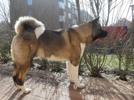 "Dexter" Vom Saaleland (Rüde)