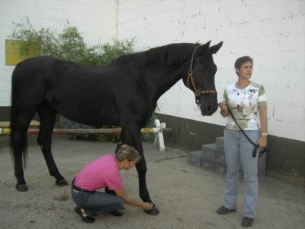 Tierheilpraxis für Gross- und Kleintiere Eva Bode