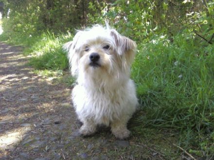 Tierheilpraxis für Gross- und Kleintiere Eva Bode